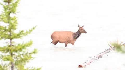 Elk in the wild Stock Footage 150969248