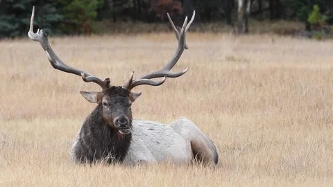 Elk in the wild Stock Footage 150969359