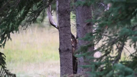 Elk in the wild Stock Footage 150969376