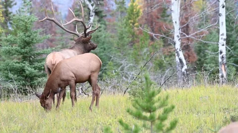 Elk in the wild Stock Footage 150969418