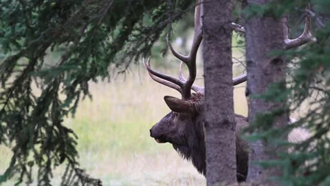 Elk in the wild Stock Footage 150969476