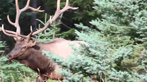 Elk in the wild Stock Footage 150969486