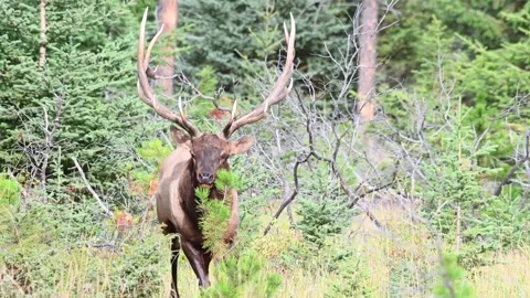 Elk in the wild Stock Footage 150969528