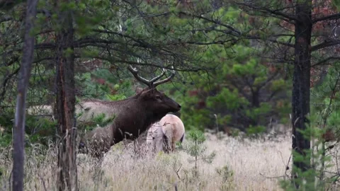Elk in the wild Stock Footage 150969630