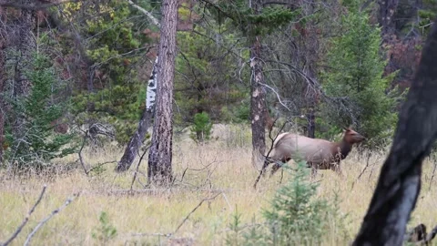 Elk in the wild Stock Footage 150969655