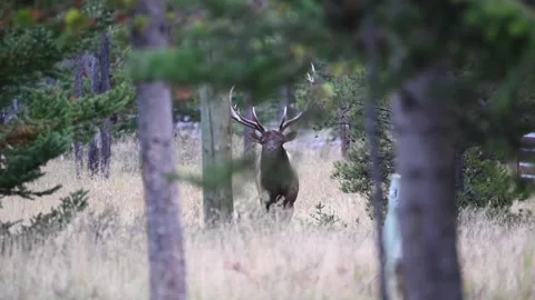 Elk in the wild Stock Footage 150969773