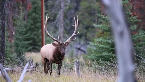 Elk in the wild Видео 150969790