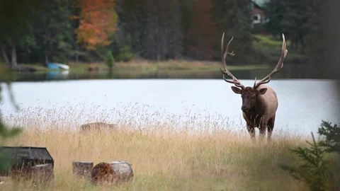 Elk in the wild 스톡 동영상 150969822