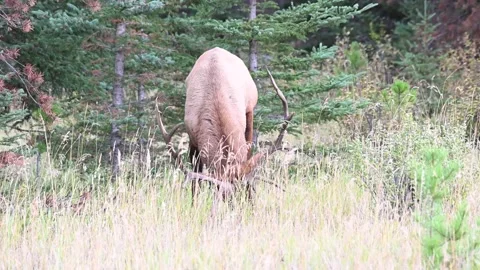 Elk in the wild Stock Footage 150969958