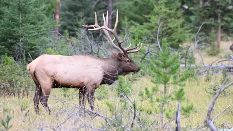 Elk in the wild Stock Footage 150970015