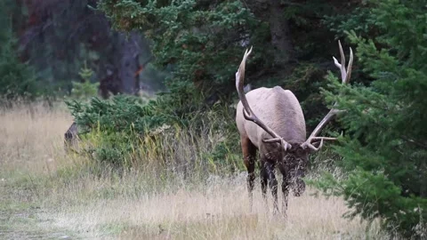 Elk in the wild Stock Footage 150970083