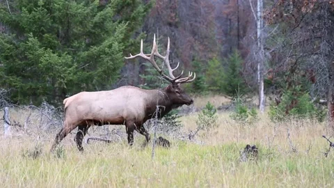 Elk in the wild Stock Footage 150970130