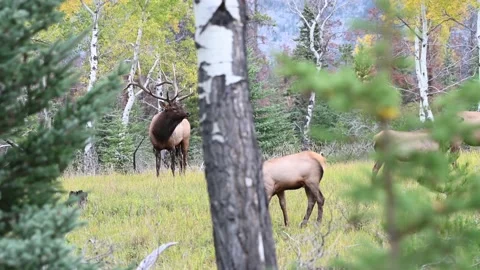 Elk in the wild Stock Footage 150970166