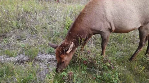 Elk in the wild Stock Footage 150970247