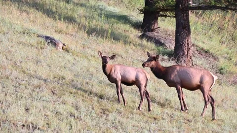 Elk in the wild Stockbeeldmateriaal 150970293