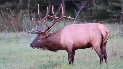 Elk in the wild Video stock 150970342