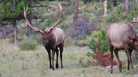Elk in the wild 動画素材 150970357