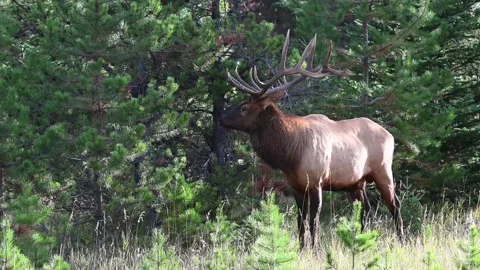 Elk in the wild Stock Footage 150970387