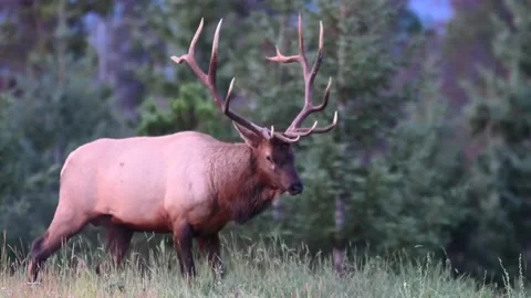 Elk in the wild Stock Footage 150970398