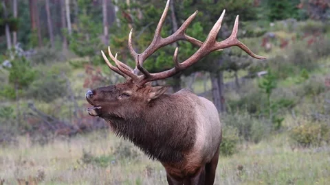 Elk in the wild Stock Footage 150970411