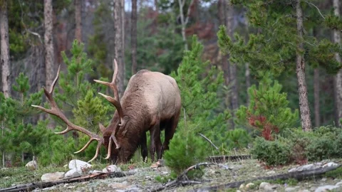 Elk in the wild Vídeo Stock 150970450