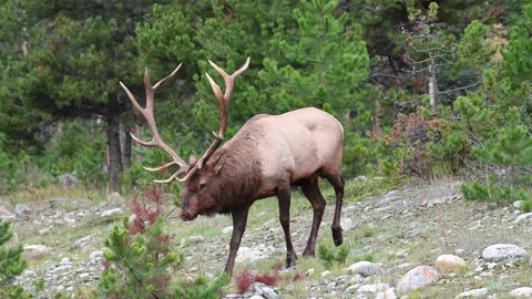 Elk in the wild Stock Footage 150970459