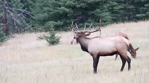 Elk in the wild Stock Footage 150970609