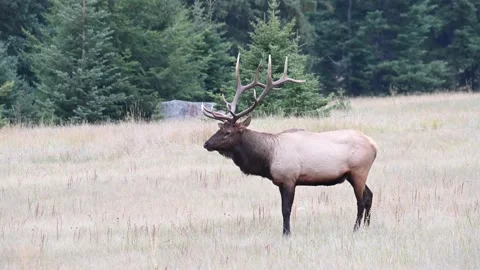 Elk in the wild Видео 150970637