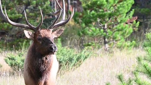 Elk in the wild Stock Footage 150970640