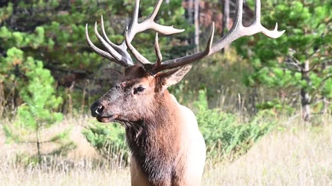 Elk in the wild Stock Footage 150970655