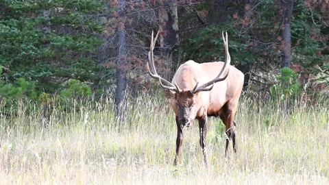 Elk in the wild Stock Footage 150970671