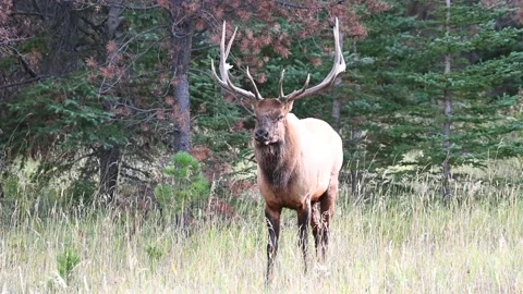 Elk in the wild Stock Footage 150970679