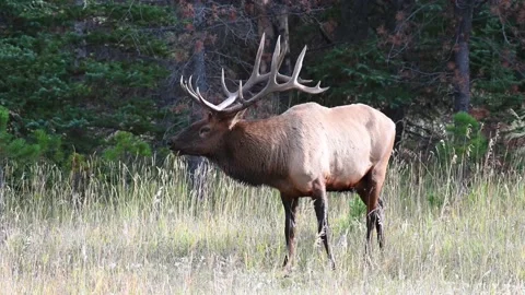 Elk in the wild Video stock 150970698