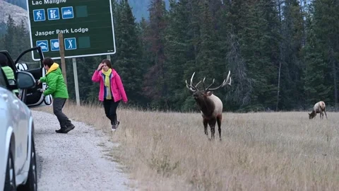 Elk in the wild Stock Footage 150970720