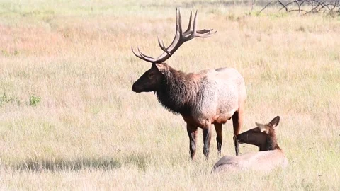 Elk in the wild Stock Footage 150970768