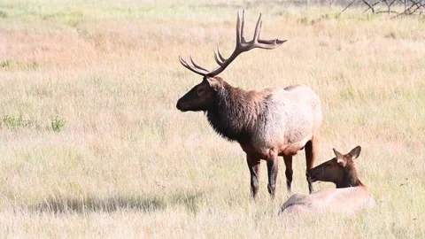 Elk in the wild Stock Footage 150970785