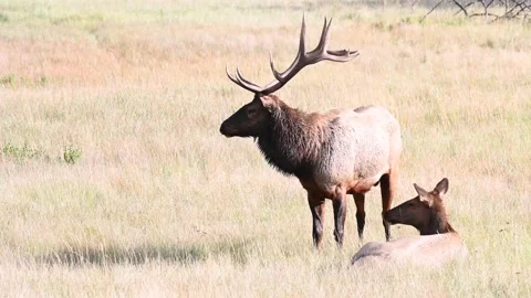Elk in the wild Video stock 150970811
