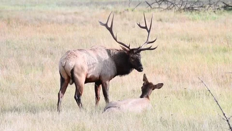 Elk in the wild Stock Footage 150970820