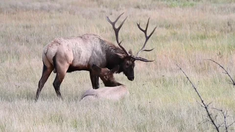 Elk in the wild Stock Footage 150970826
