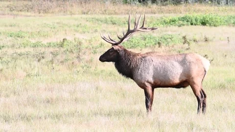 Elk in the wild Stockbeeldmateriaal 150970837