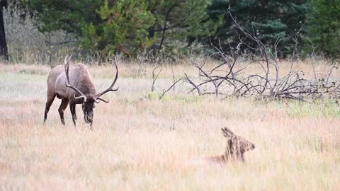 Elk in the wild Stock Footage 150970856