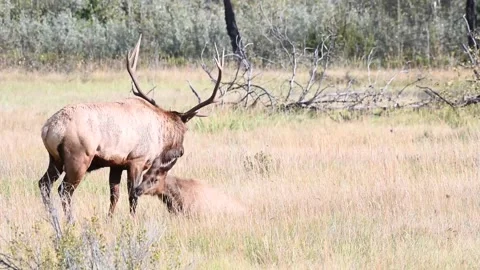 Elk in the wild Видео 150970869