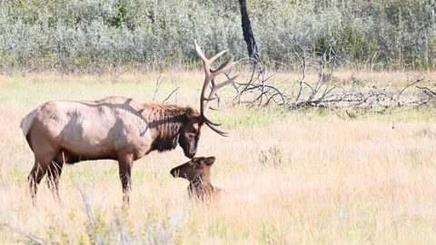 Elk in the wild Stock Footage 150970948
