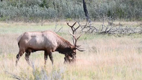 Elk in the wild Stock Footage 150971033
