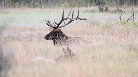 Elk in the wild Stock Footage 150971093