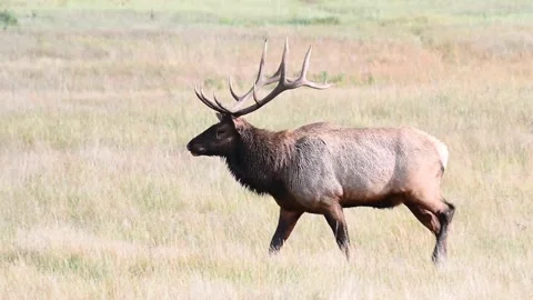 Elk in the wild Stock Footage 150971121