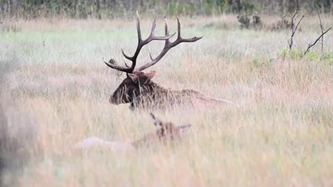Elk in the wild Stock Footage 150971125