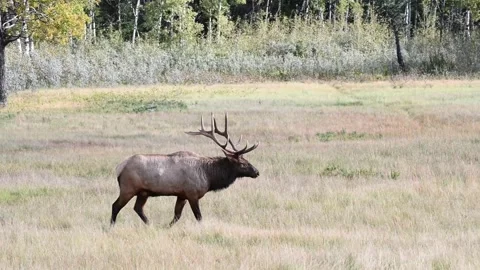 Elk in the wild Видео 150971151