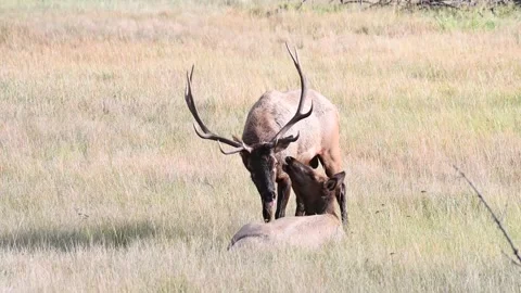Elk in the wild 스톡 동영상 150971162
