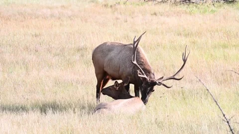 Elk in the wild Stock Footage 150971257